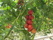 1mm 2mm pp UV 3mm che imballano pomodoro che lega cordicella per agricoltura