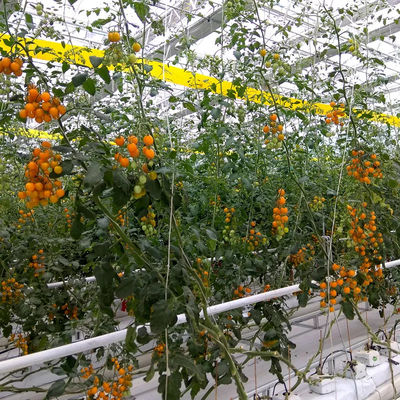 agricultural polypropylene twine
