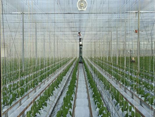 High Tenacity UV Treated 1mm Polypropylene Twine for Tomato Cultivation 2000m/roll